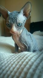 Health Guarantee Male and Female Sphynx Kittens