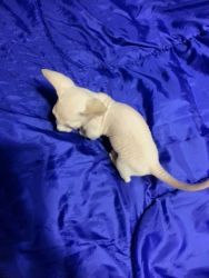 Female Sphynx Cat Available And Ready For New Home