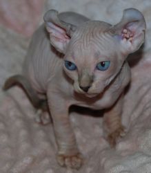 Lovable Male and Female Sphynx Kittens