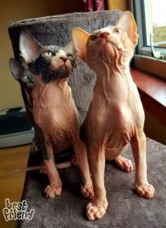 BALD GANG Canadian SPHYNX Kittens Available