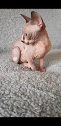 Gorgeous Sphinx Kitten Ready Now