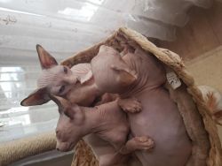 Beautiful active sphynx kittens for sale