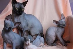 Gorgeous Male and Female Sphynx Kittens !