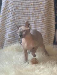 Gracious Sphynx Kittens ready to go now