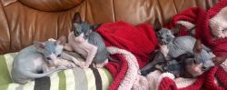 T.I.C.A Registered Hairless Sphynx Cats Available