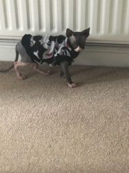 super friendly and playful Sphynx kittens