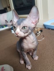 Super cute Sphynx kittens for Sale