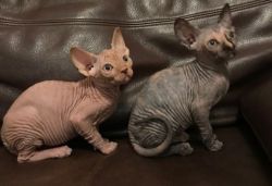 Two Stunning Sphynx Kittens