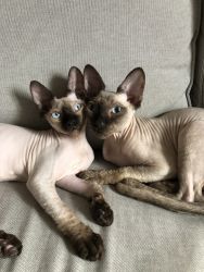 Two Rare Blue Eyed Sphynx Kittens