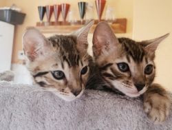 Beautifull Sphynx Kittens For Sale To Lovely Homes