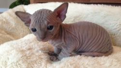 Magnificent cute Registered Sphynx Kitten available