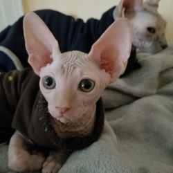 Sphynx male cat for sale