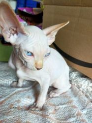 Beautiful Pink And Black Canadian Sphynx kittens