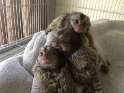 marmoset monkeys