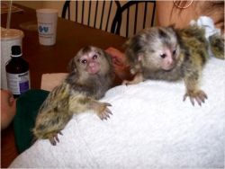 Finger Monkeys or Pygmy Marmosets as Pets. Including information on ba
