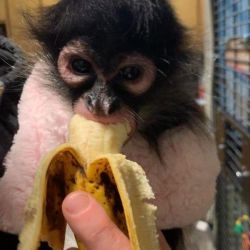 Male and female spider Monkeys for sale
