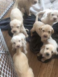Spinonedoodle™️ Puppies