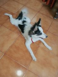 Sell a male white and black 5 month old puppy
