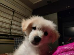 Pure breed Spitz Puppies