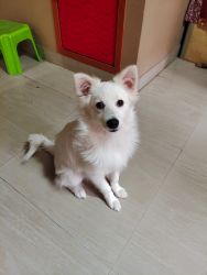 Want to sell my puppy Spitz (Male)