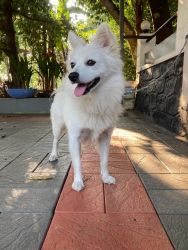 19 months old male spitz - all vaccination done