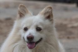 1& 1/2 old White Spitz dog for sale ( urgent)