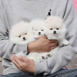 POMERANIAN PUPPIES READY TO LEAVE