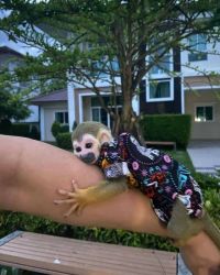 Obedient Squirrel monkeys for adoption