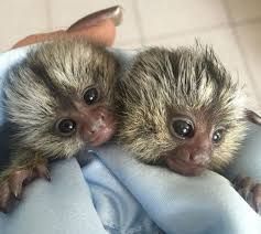 Well trained, tamed and beautiful babies Marmoset monkey