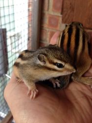Two Chipmunks For Sale