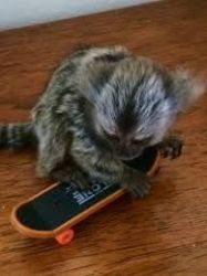 well train marmoset Monkeys For new homes xxx-xxx-xxxx