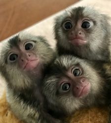 Baby Marmoset Monkeys for Adoption(xxx) xxx-xxx7
