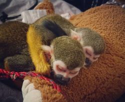 Male and female Squirrel Monkey for sale
