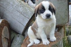 Saint Bernard Puppy for Sale in