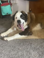 Gorgeous nine-month-old male St. Bernard for sale