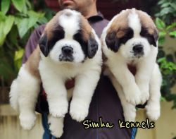 St Bernard Male and Female Puppies for sale in Bangalore xxxxxxxxxx