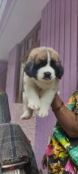 I want to sell my female puppy 45 days old