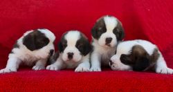 Smooth coat important Saint Bernard puppies for sale in Bangalore