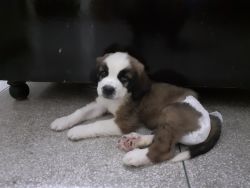 St. Bernard male puppy for sale