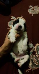 St. Bernard cute puppy and healthy