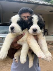 Good quality st.bernard puppies for sale
