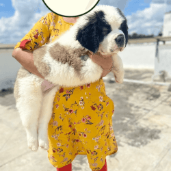 Saint Bernard Pups Available for sale
