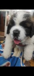 St Bernard puppies and also we have Siberian husky puppies for sale