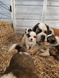 Akc Saint Bernard puppies