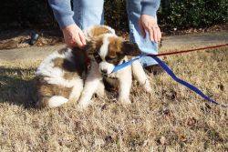 cutty Saint bernad puppies here for homing