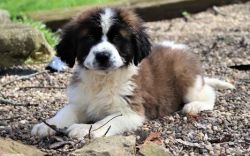 adorable, fluffy ACA registered Saint Bernard puppies