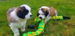 Gorgeous Saint Bernard Puppies Available