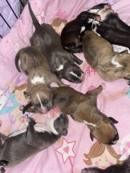 19 puppies all colors from blue to brindle