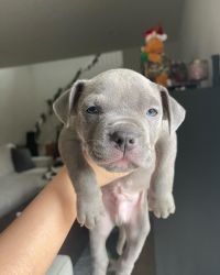 5 Pittie puppies available now