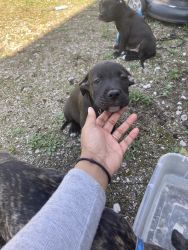 Looking for homes for beautiful puppies there pit breeds also